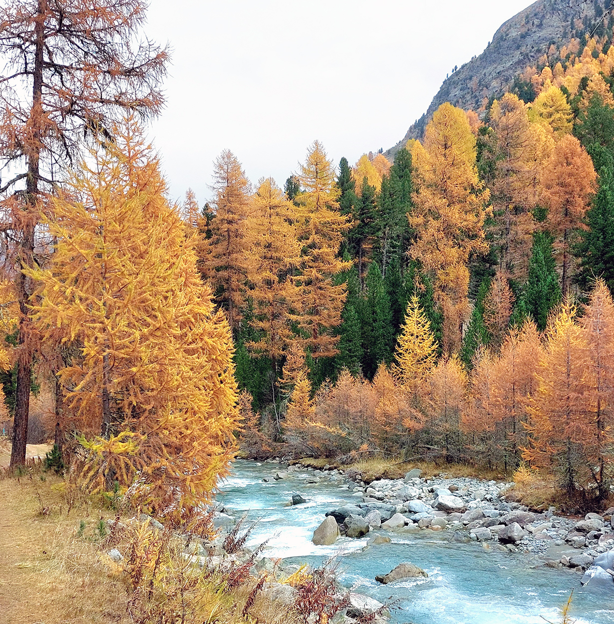 foliage engadina 002_hrjo
